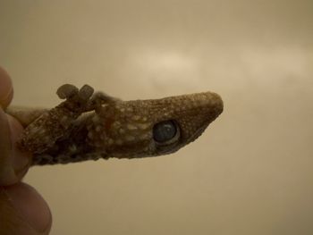 Media type: image;   Herpetology R-183771